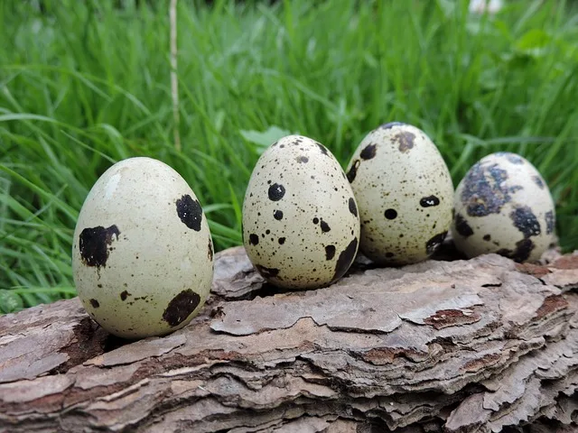 Nakrapiane jaja przepiórcze ułożone w rzędzie na naturalnym tle