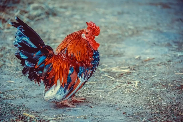 Przepiórki na farmie - drób korzystający z wybiegu