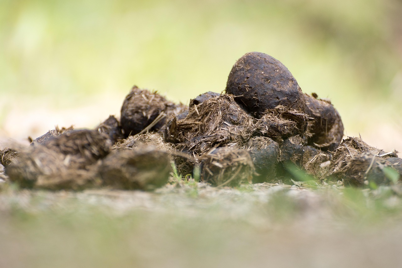 Naturalne nawożenie końskim łajnem - organiczny nawóz dla gospodarstwa
