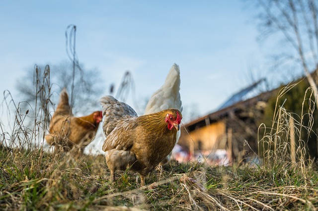 Świeże jaja przepiórcze w misce — mała, cętkowane jajka na kuchennym blacie